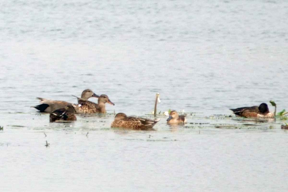 Gadwall - ML646294643