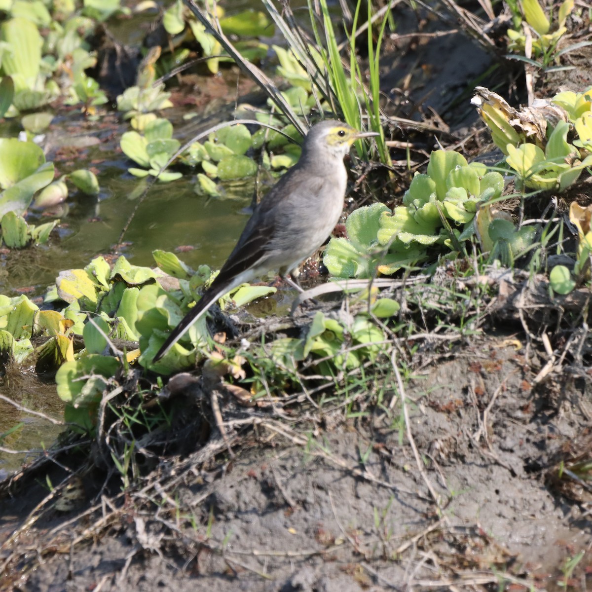 White Wagtail - ML646294644