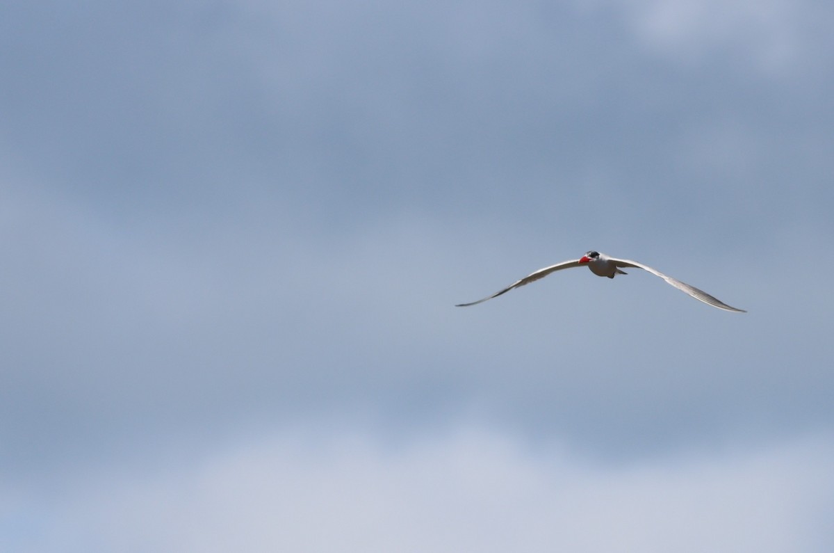 Caspian Tern - ML646294645