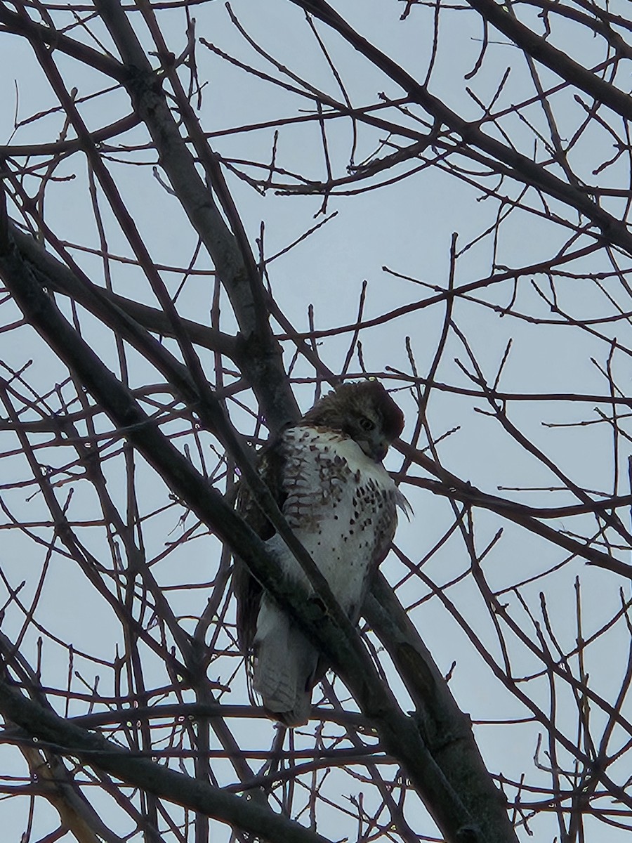 Cooper's Hawk - ML646294646