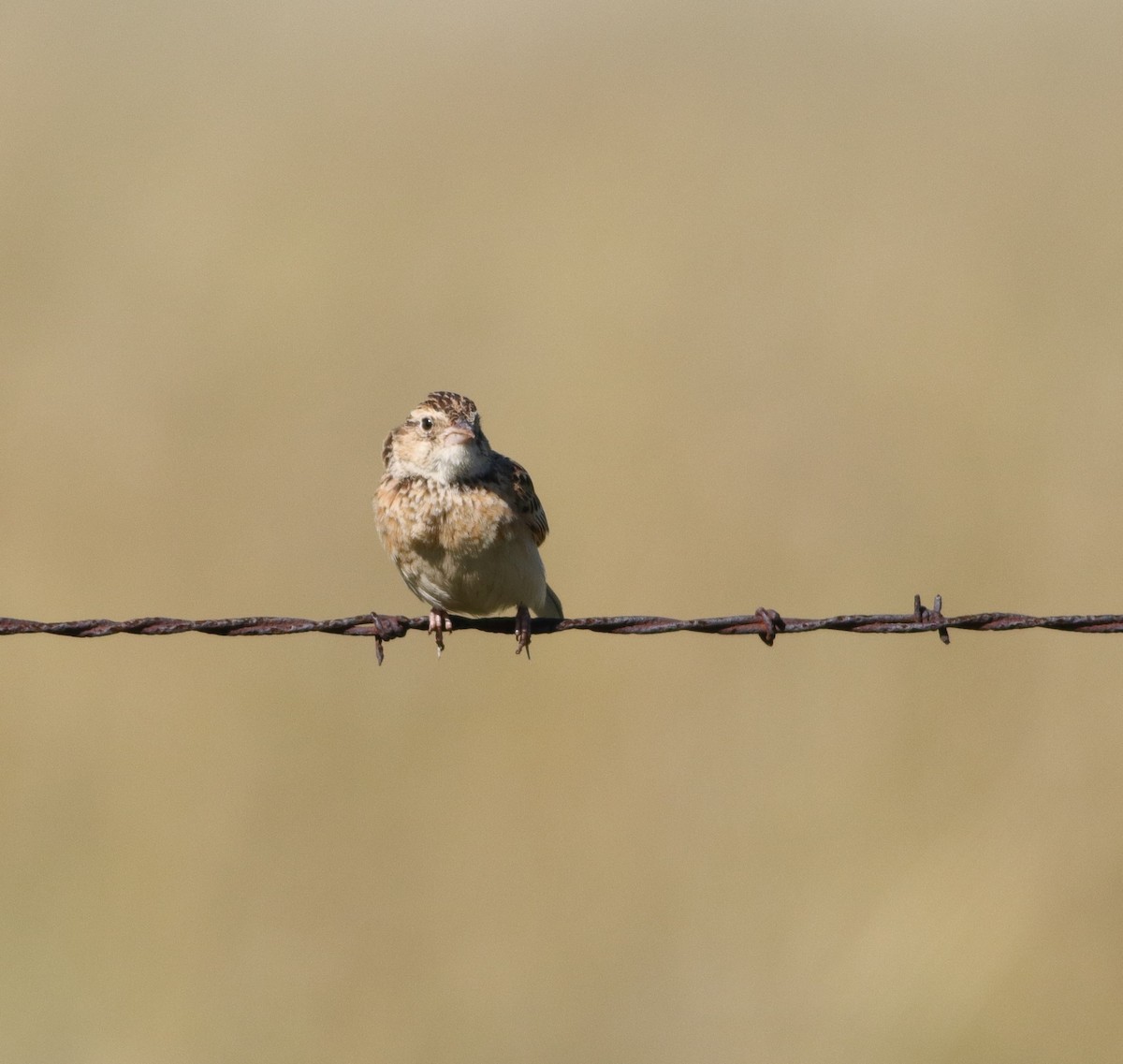 Melodious Lark - ML646294647