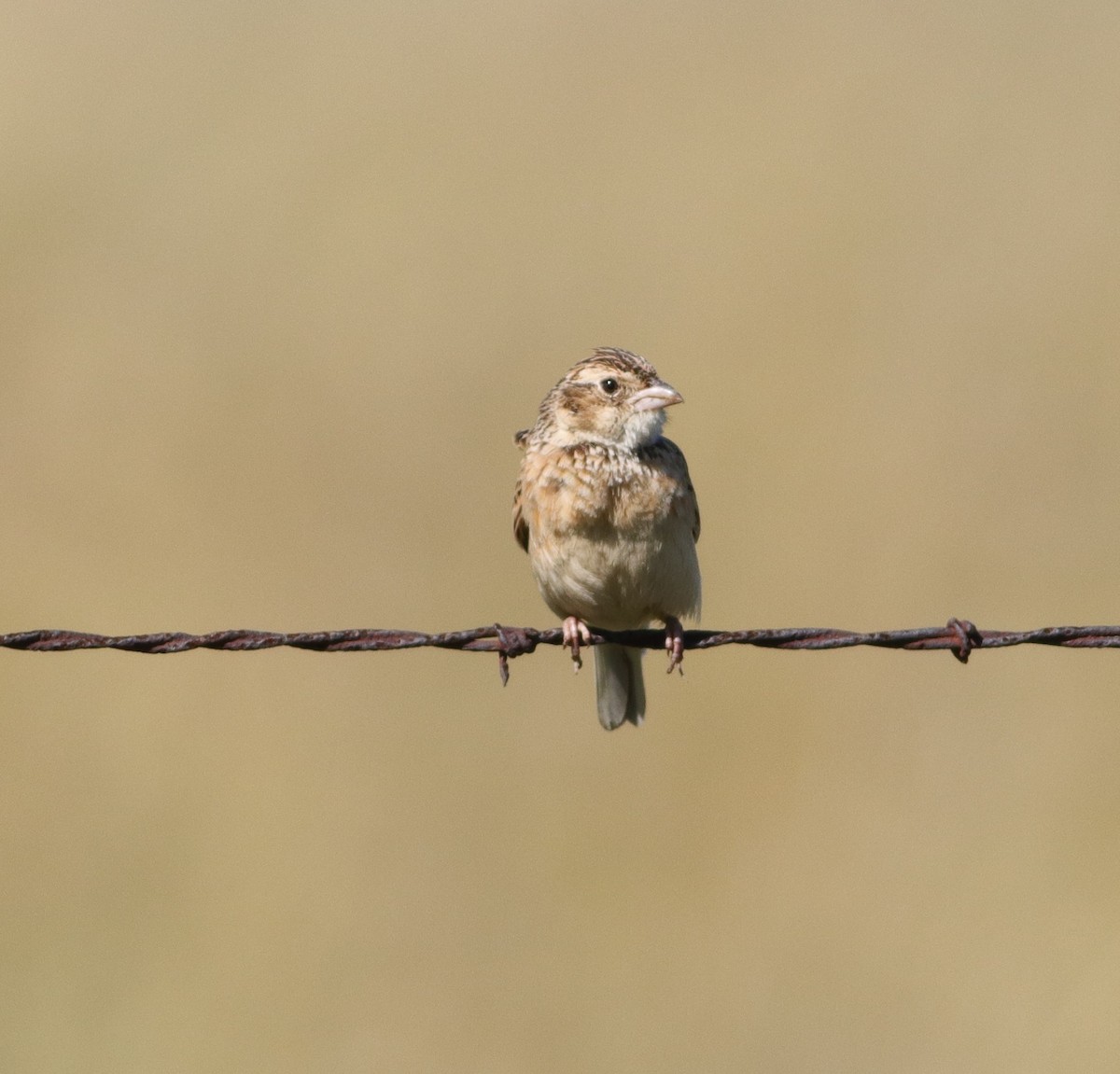 Melodious Lark - ML646294648