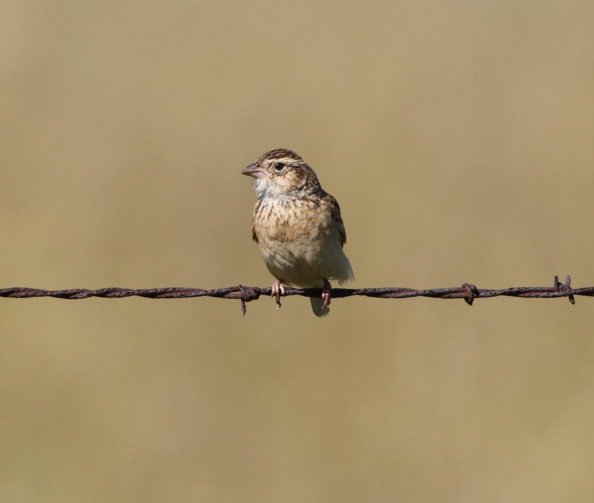 Melodious Lark - ML646294649