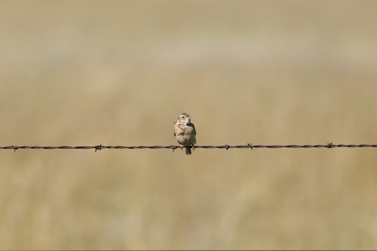 Melodious Lark - ML646294650