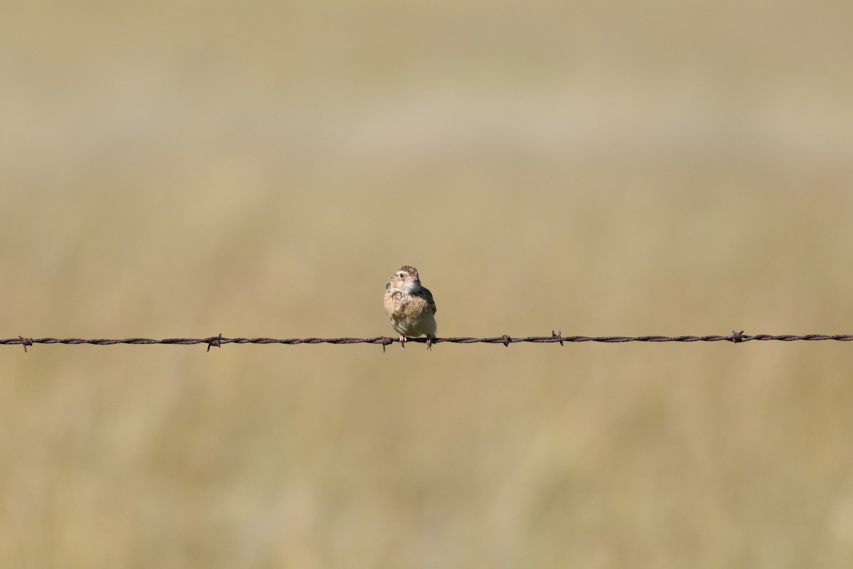 Melodious Lark - ML646294651