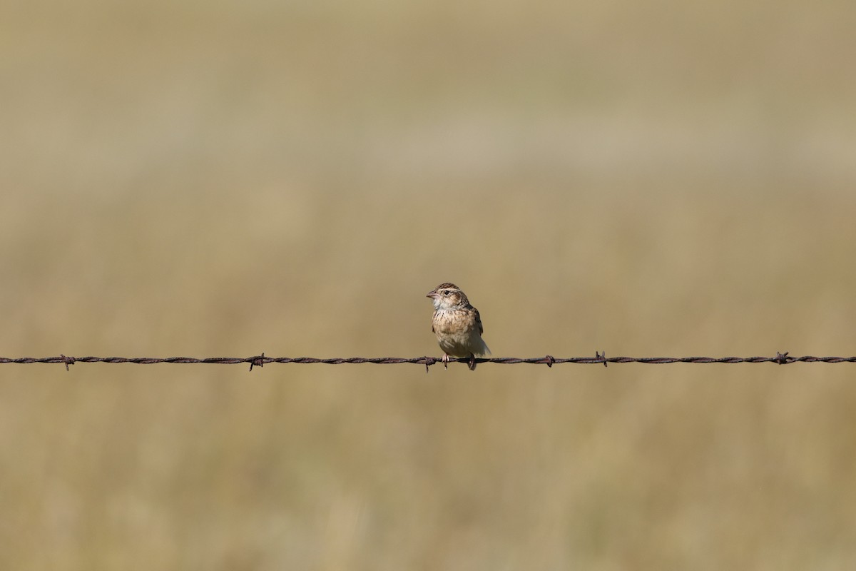 Melodious Lark - ML646294652