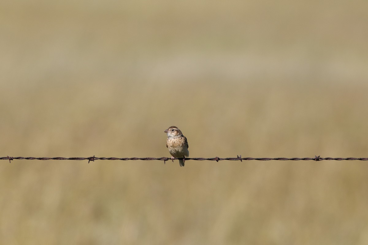 Melodious Lark - ML646294653