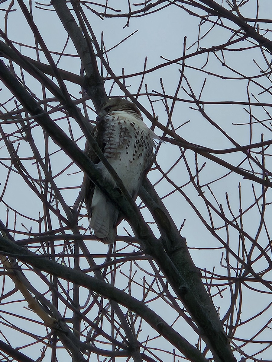 Cooper's Hawk - ML646294654