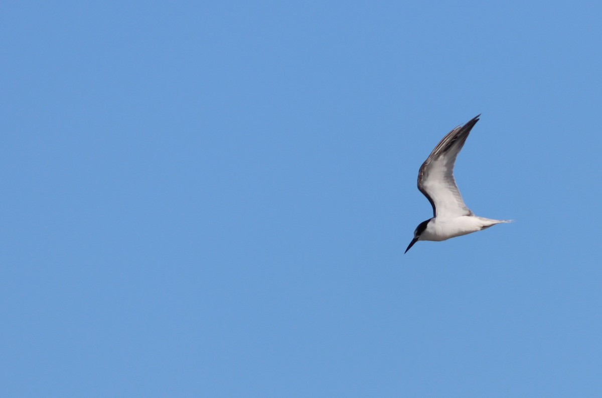 Little Tern - ML646294655