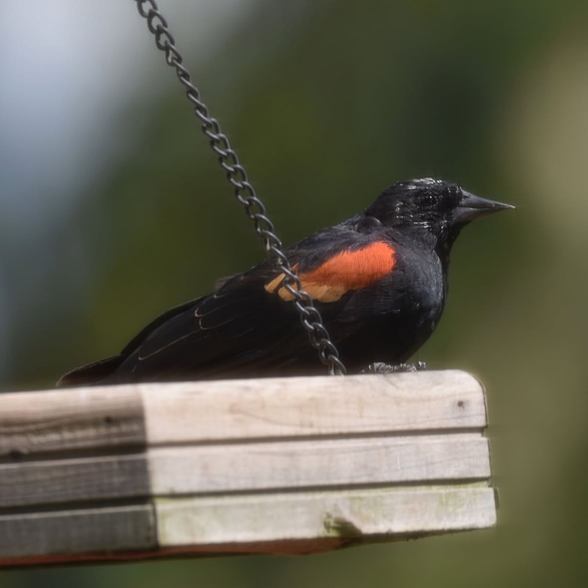 Red-winged Blackbird - ML646294656