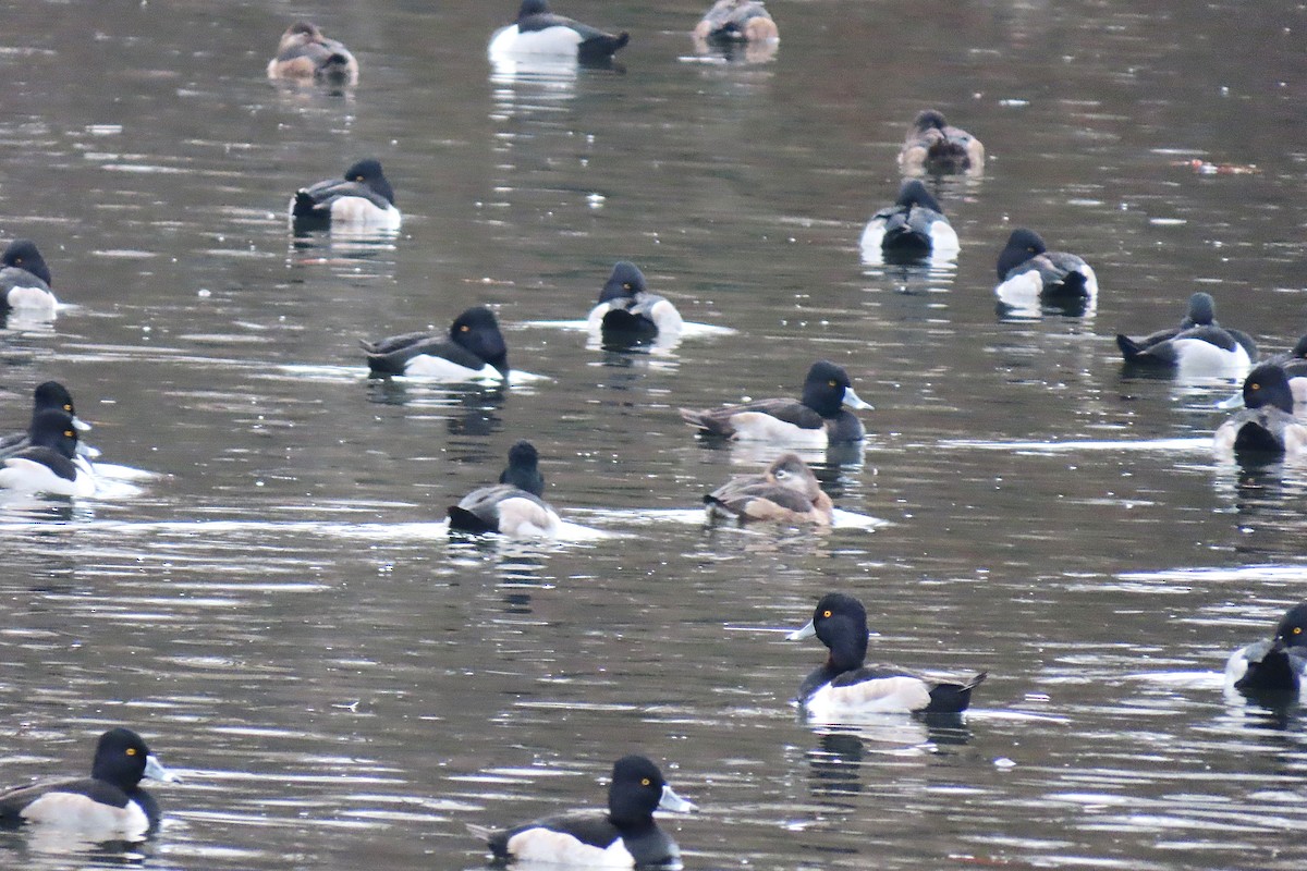 Ring-necked Duck - ML646294657