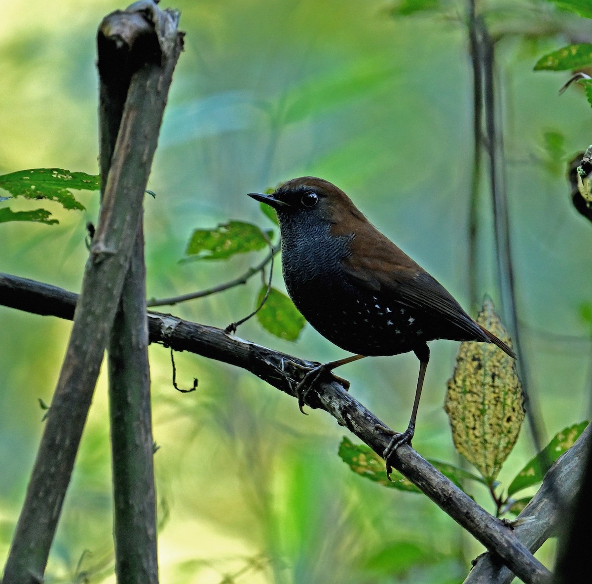 Gould's Shortwing - ML646294658