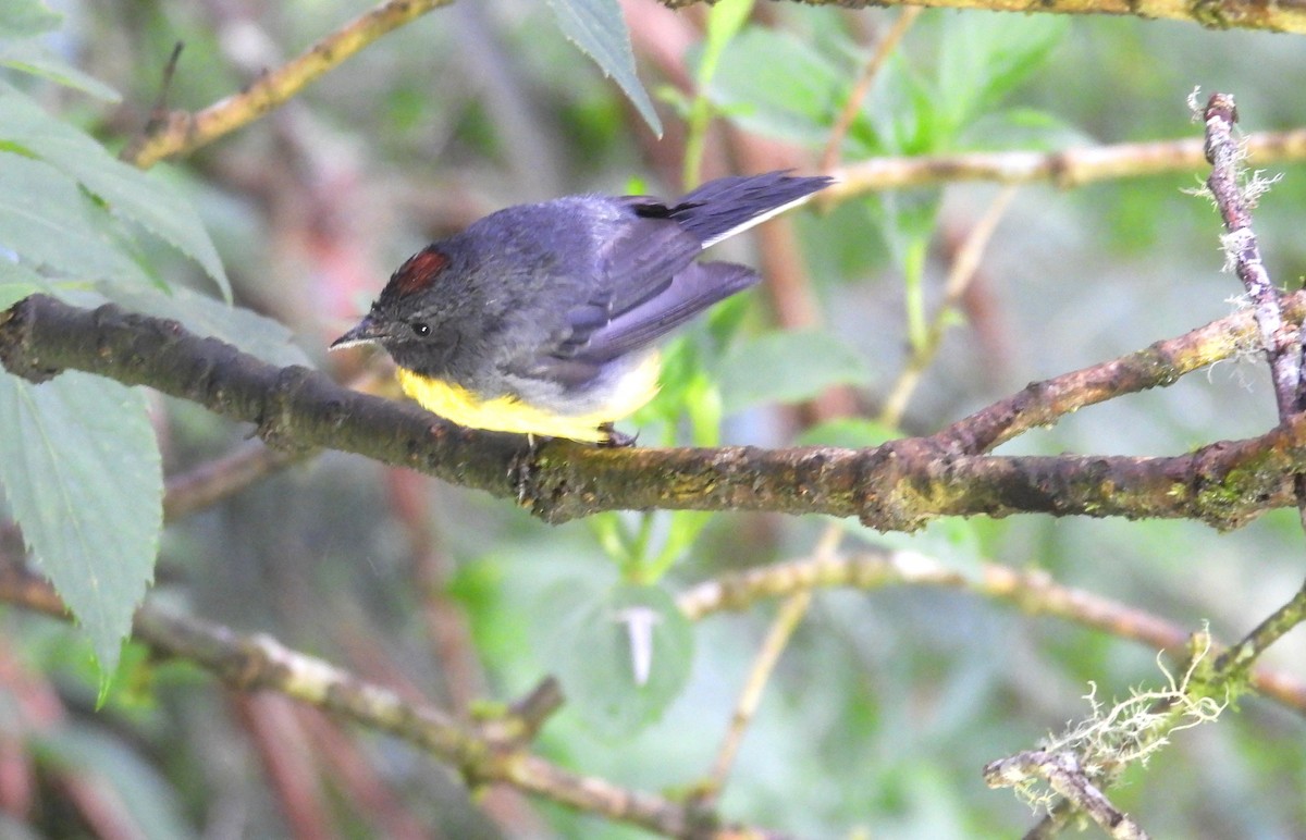 Slate-throated Redstart - ML646294659