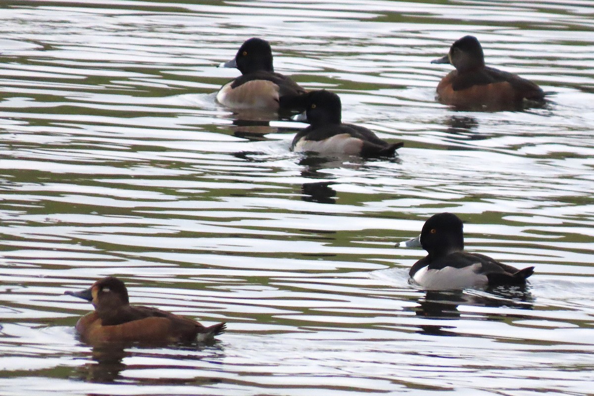 Ring-necked Duck - ML646294663