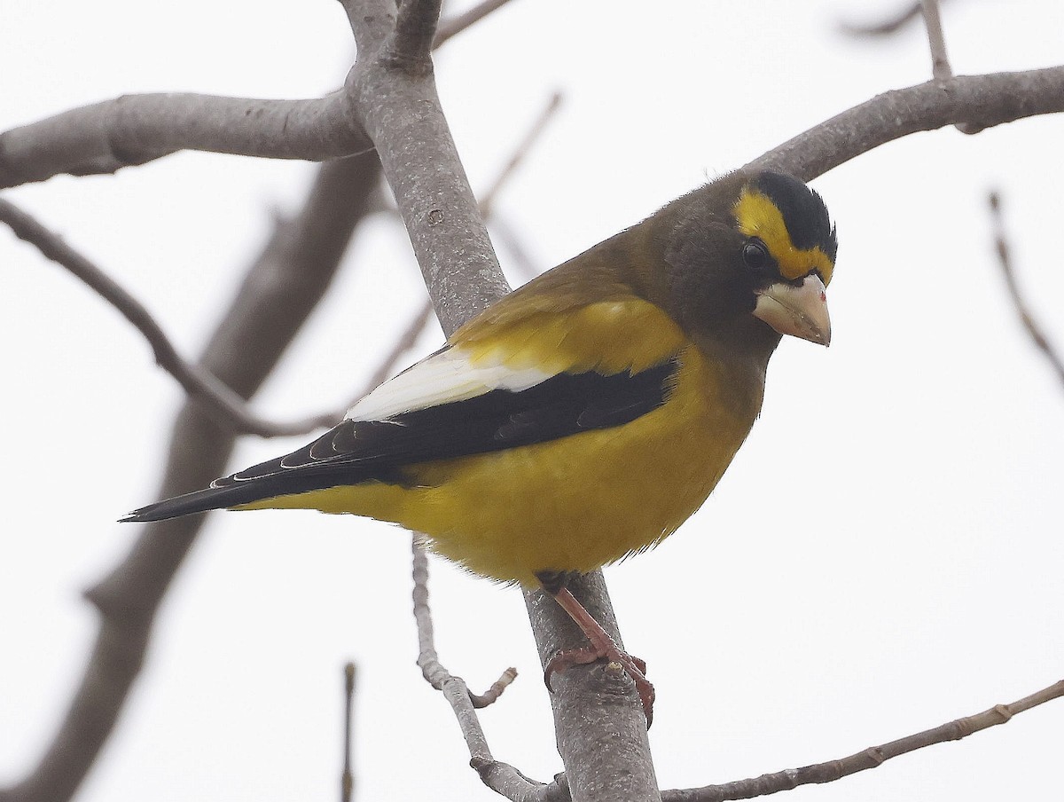 Evening Grosbeak - ML646294665