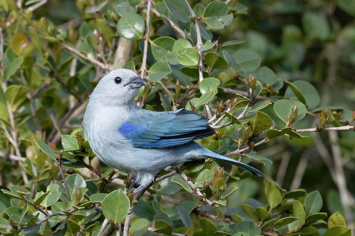 Blue-gray Tanager - ML646294666