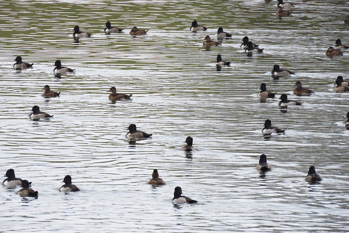 Ring-necked Duck - ML646294667