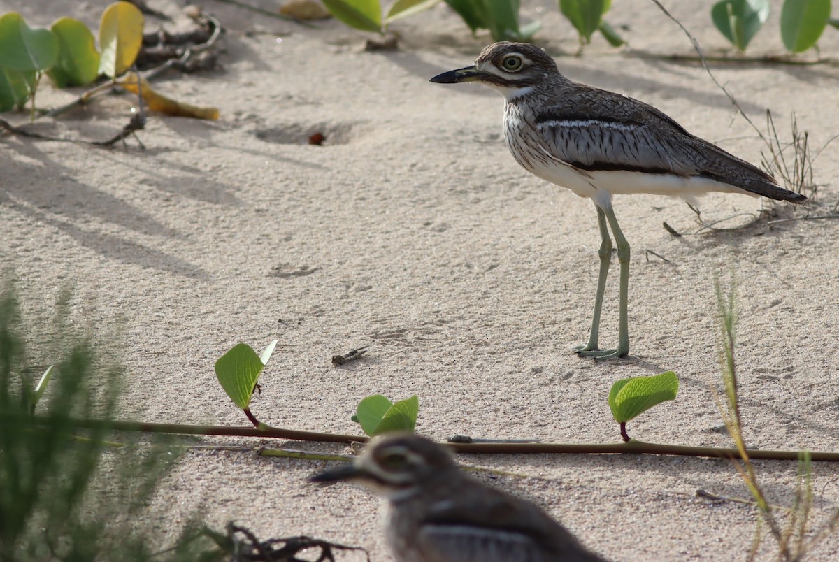 Water Thick-knee - ML646294668