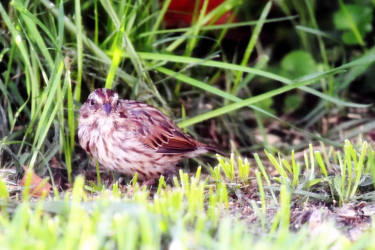 Song Sparrow - ML646294669