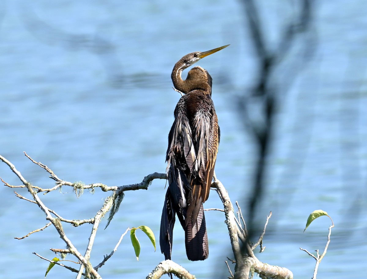 Doğu Yılanboyunu - ML646294670