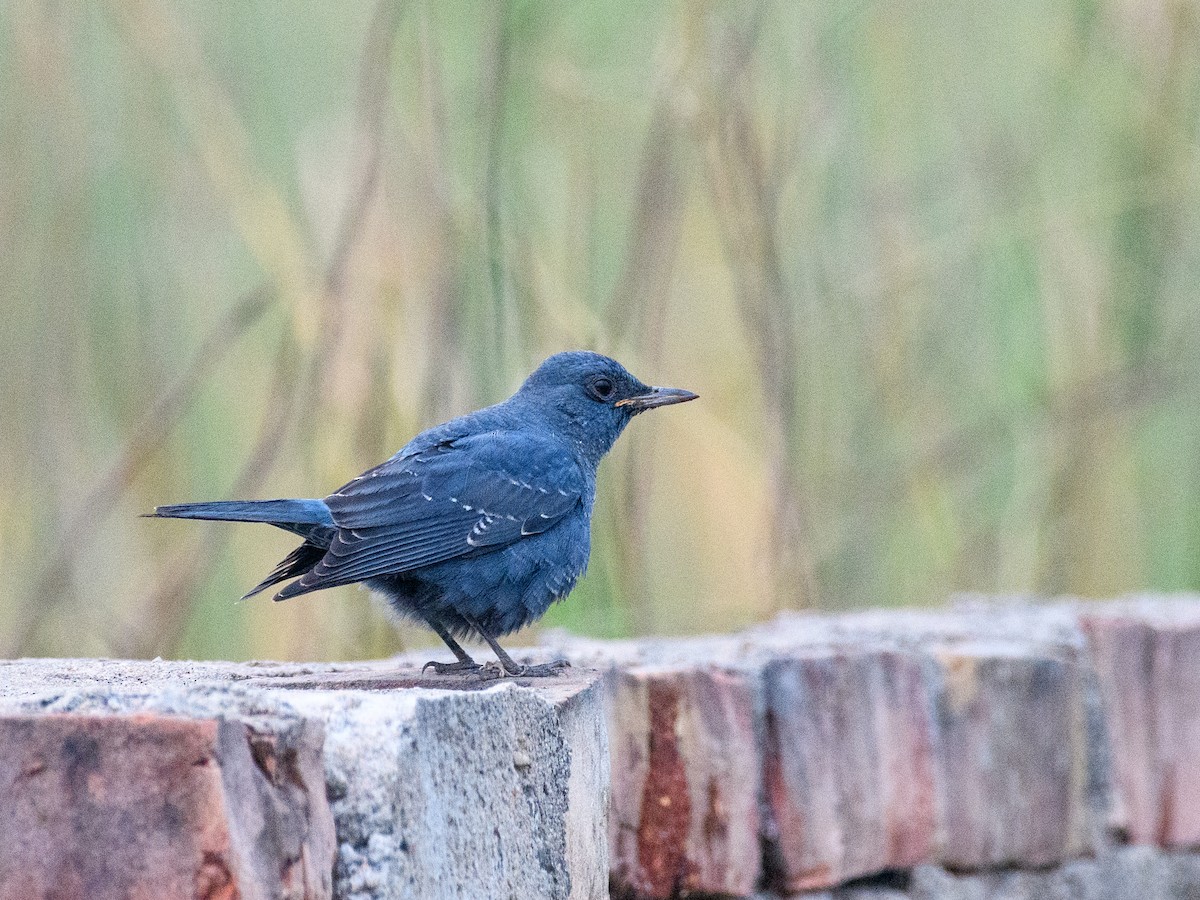 Passero solitario - ML646294671