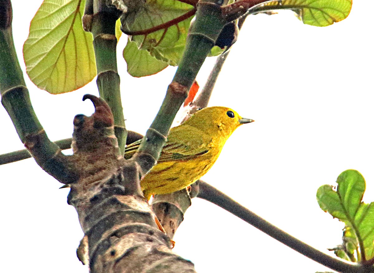 Northern Yellow Warbler - ML646294678