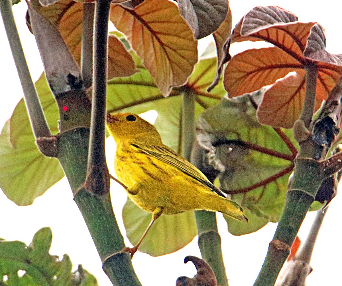 Northern Yellow Warbler - ML646294679