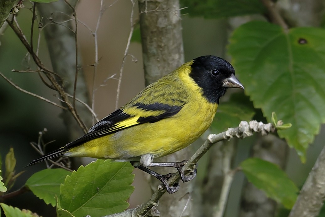 Hooded Siskin - ML646294687