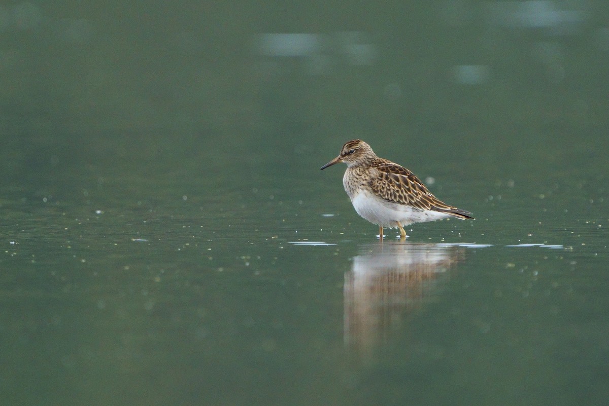 alaskasnipe - ML646294689