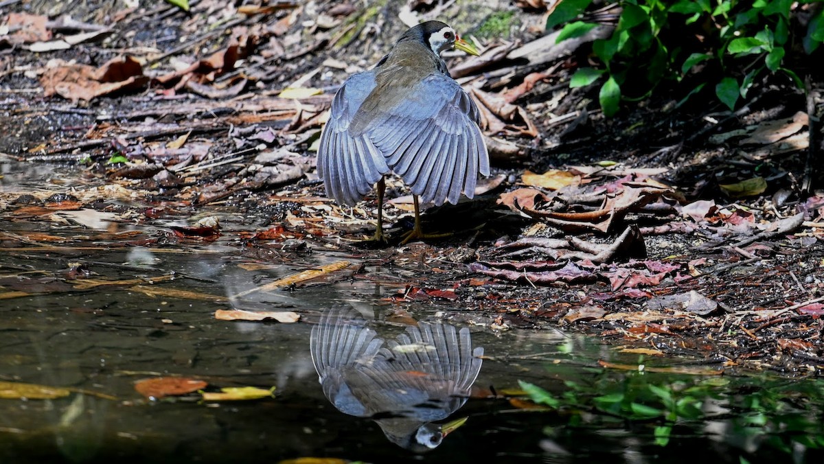 White-breasted Waterhen - ML646294701