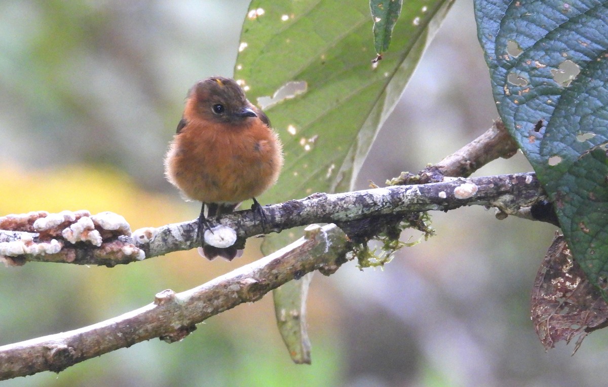 Cinnamon Flycatcher - ML646294702