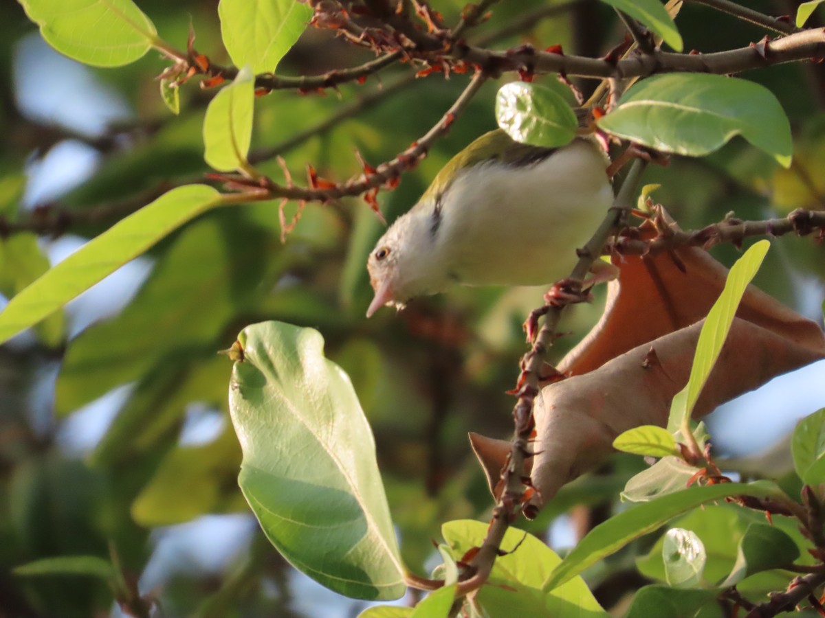 Terzikuşu - ML646294707