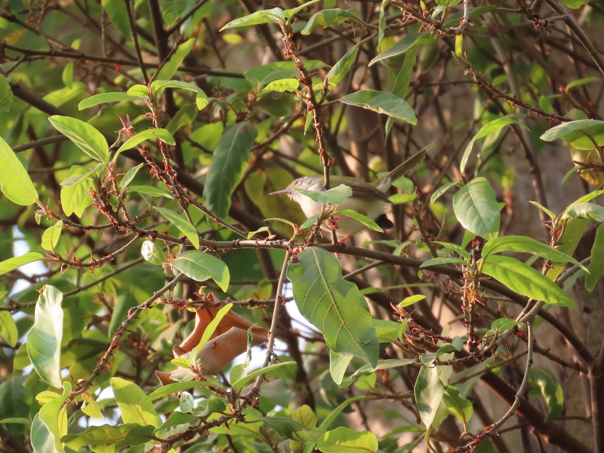 Terzikuşu - ML646294708