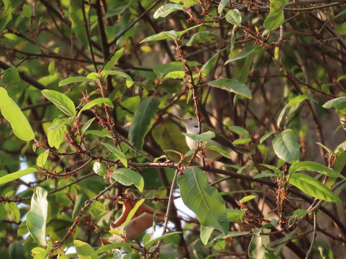 Terzikuşu - ML646294709