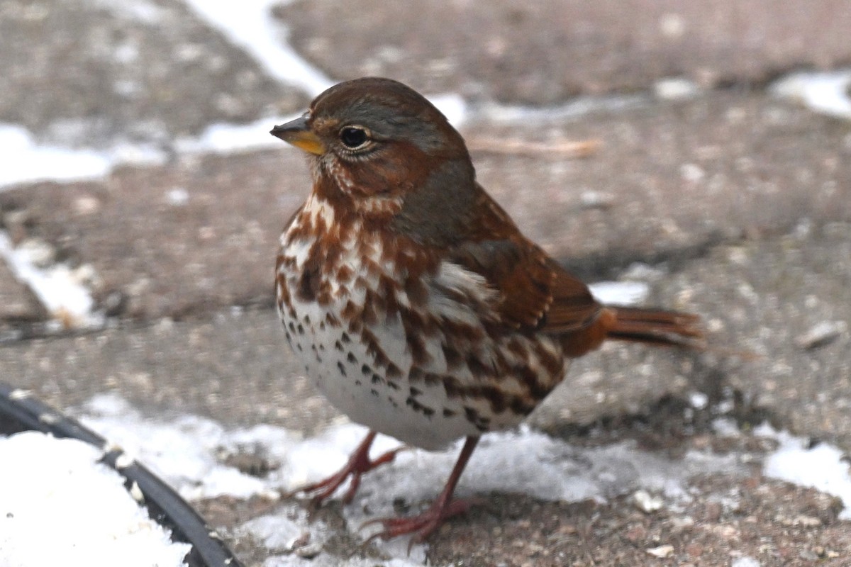 Fox Sparrow - ML646294710