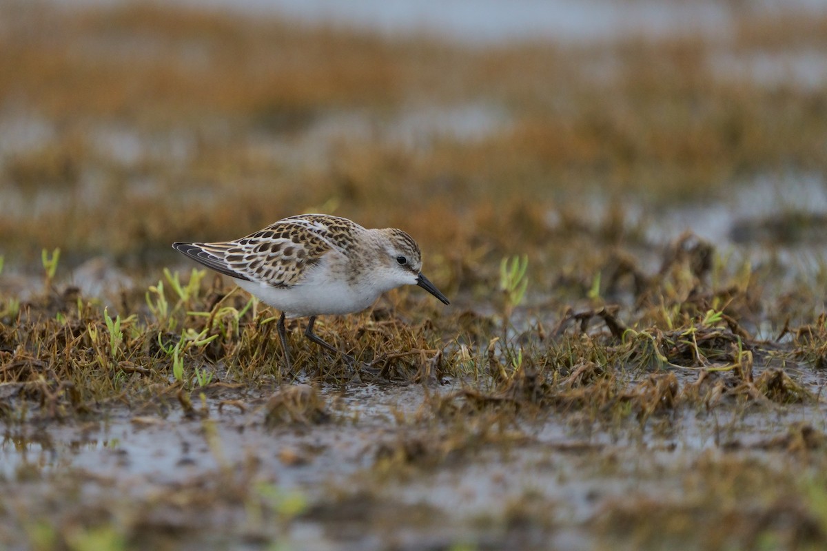 dvergsnipe - ML646294714