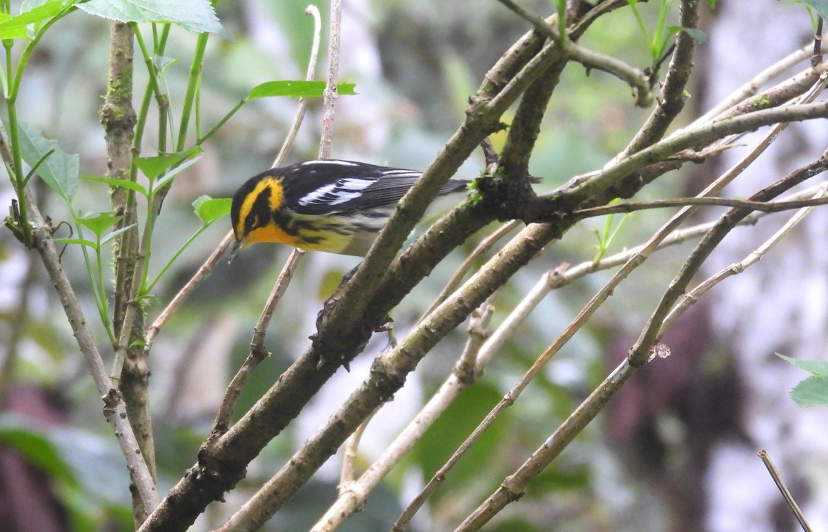 Reinita Gorjinaranja - ML646294715