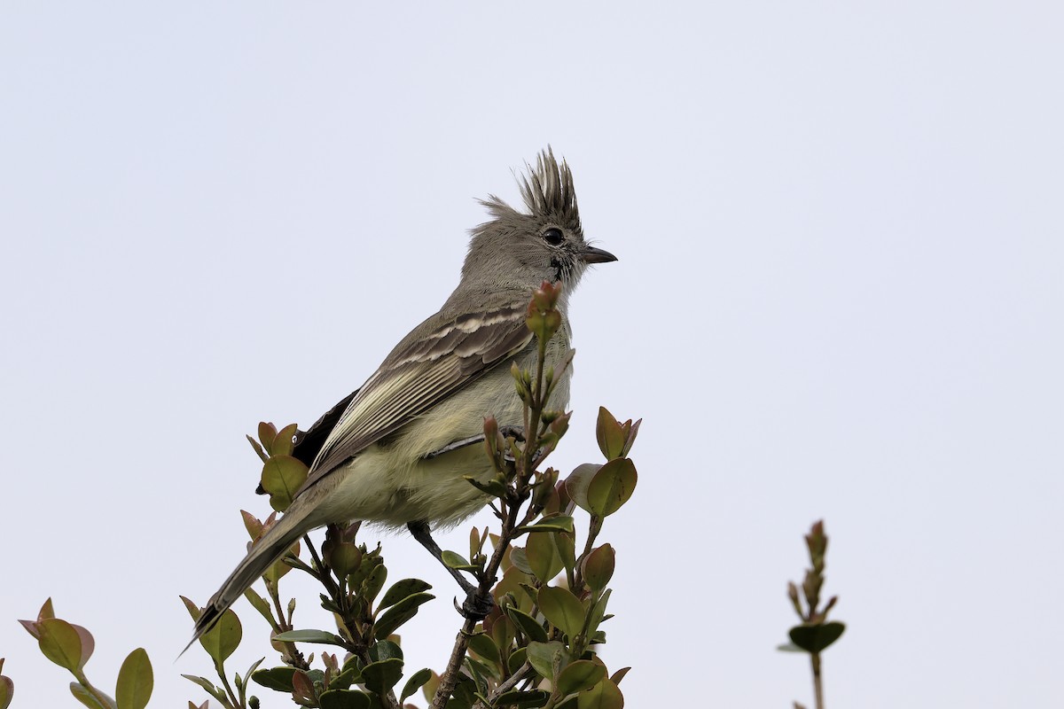 Yellow-bellied Elaenia - ML646294717