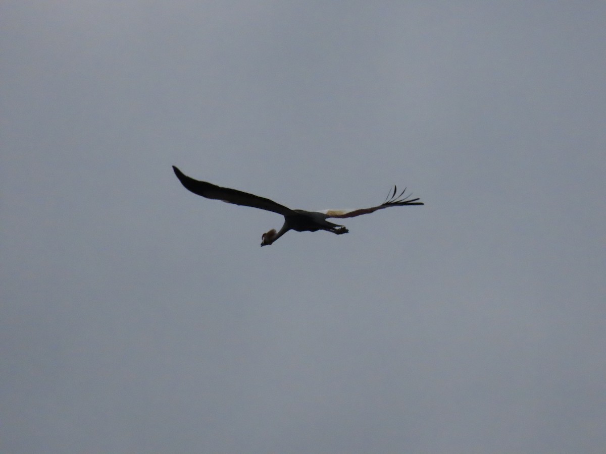 Gray Crowned-Crane - ML646294718