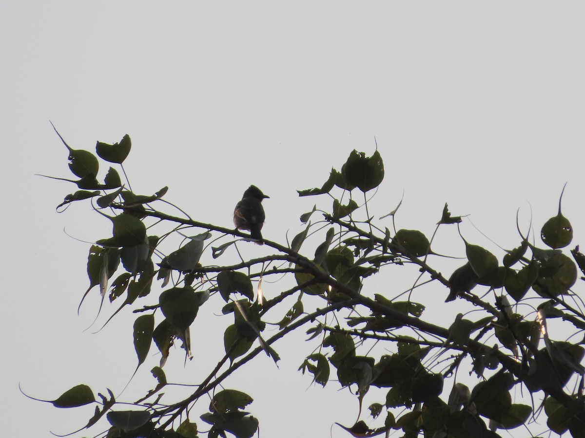 Red-vented Bulbul - ML646294719