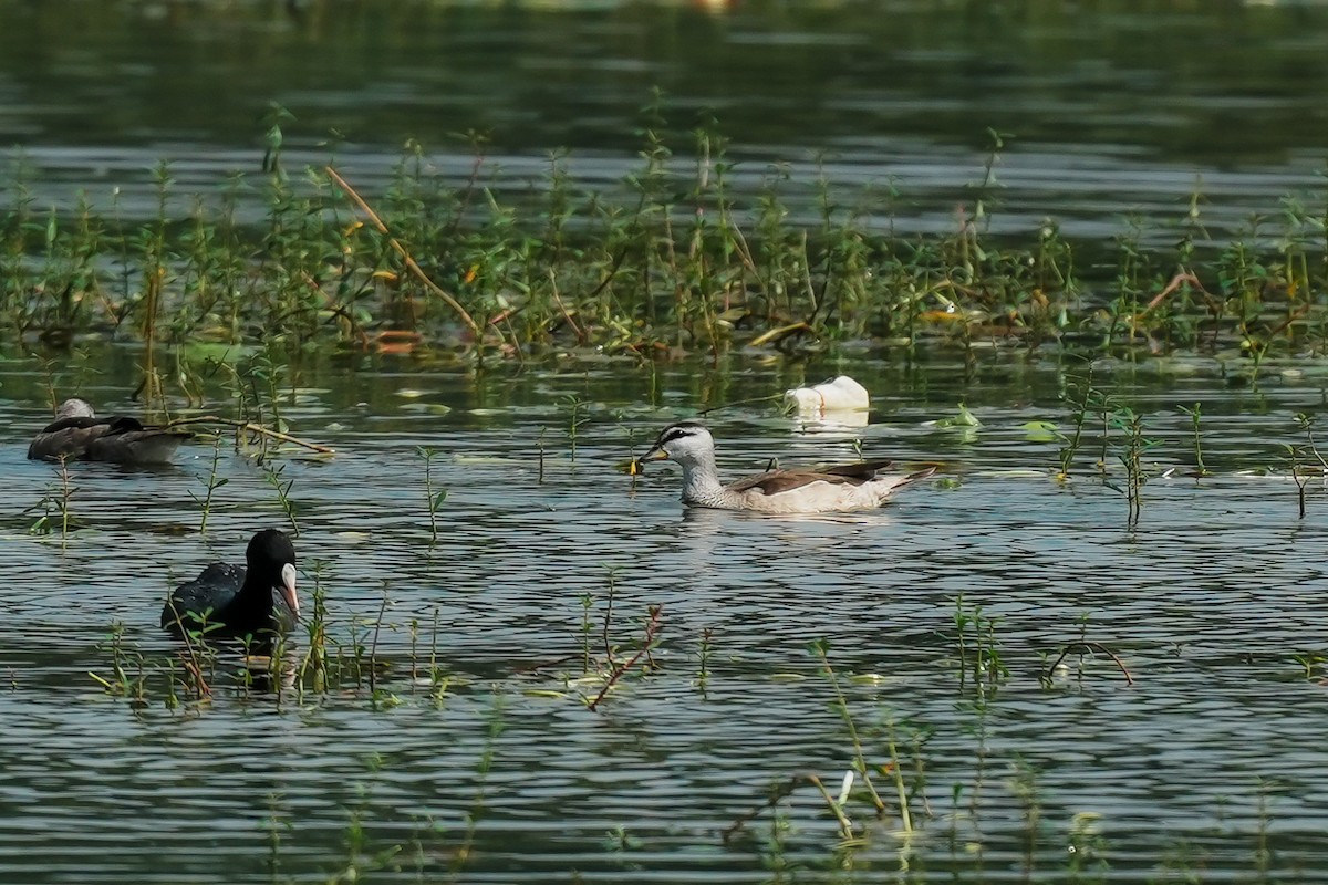 Cotton Pygmy-Goose - ML646294720