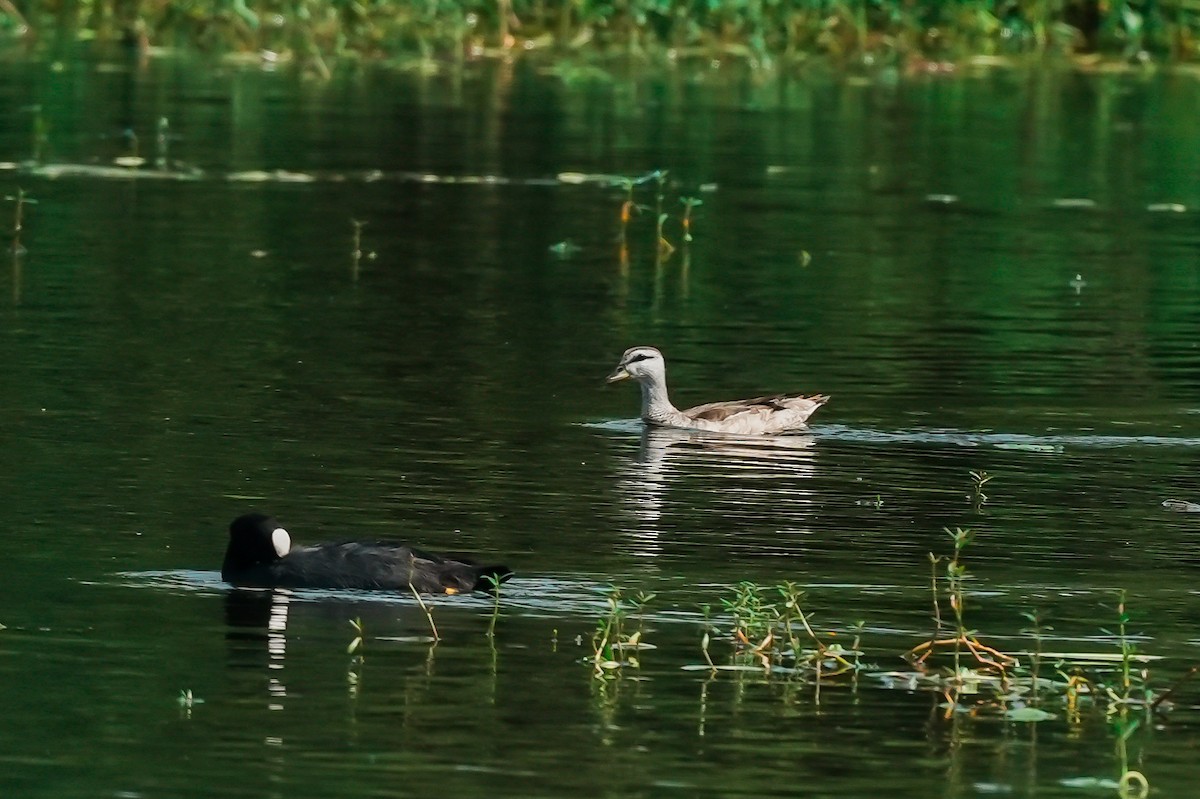 Cotton Pygmy-Goose - ML646294721