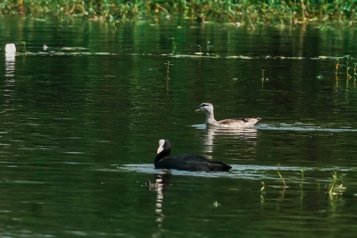 Cotton Pygmy-Goose - ML646294722