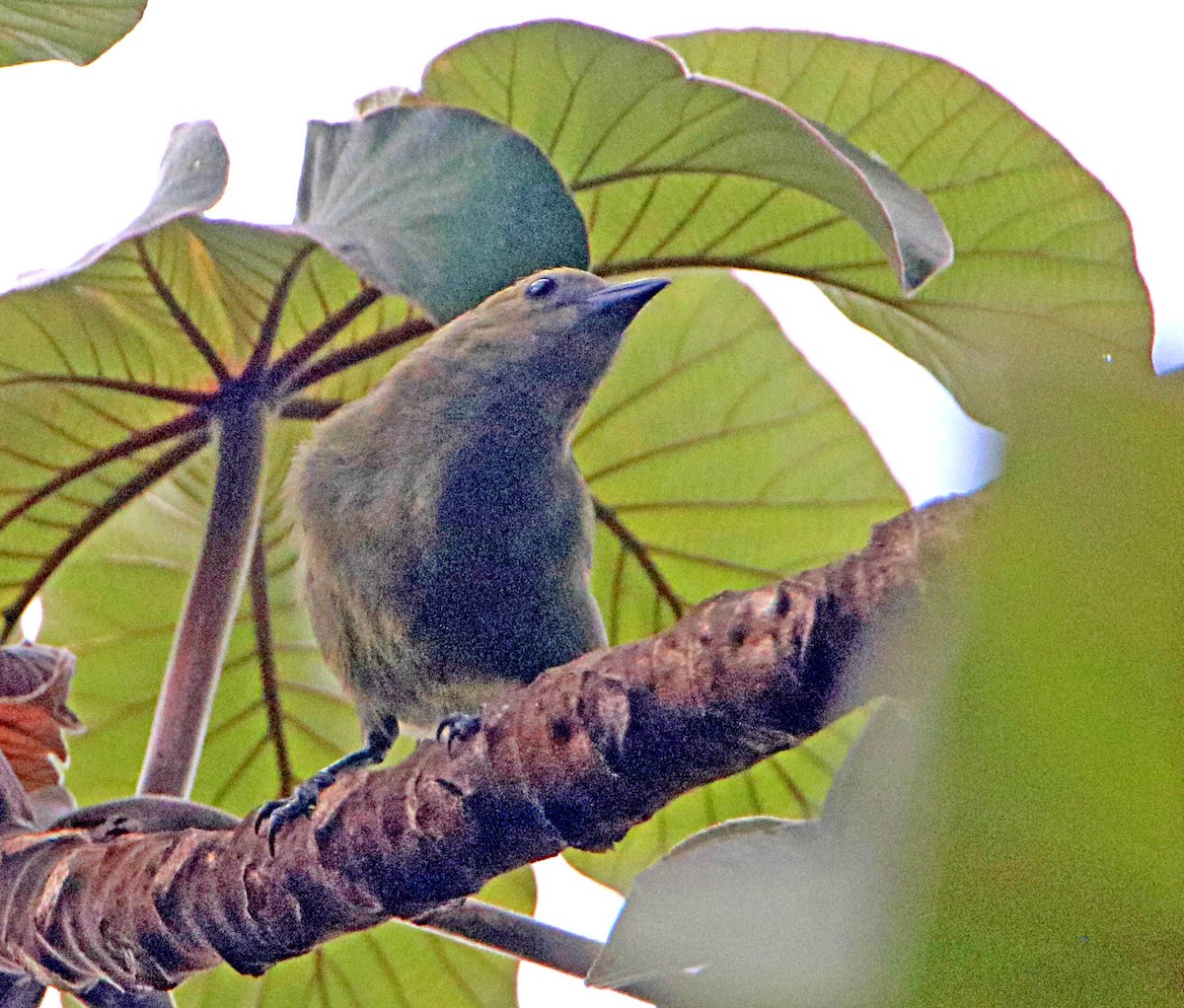 Palm Tanager - ML646294723