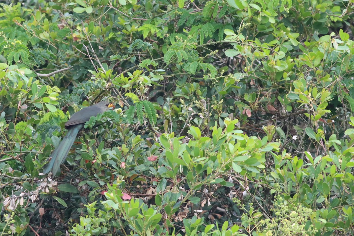 Green Malkoha - ML646294724