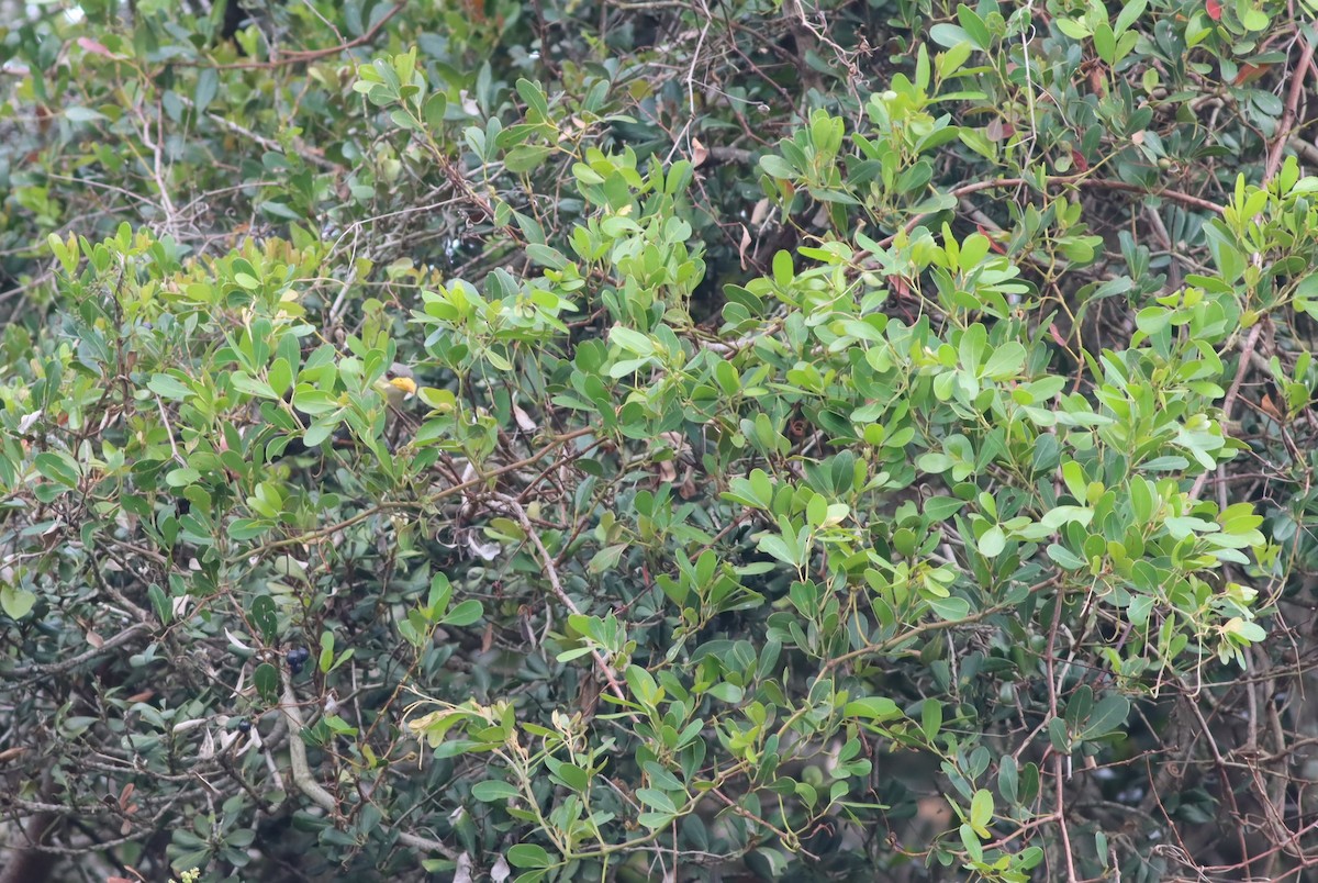 Green Malkoha - ML646294725