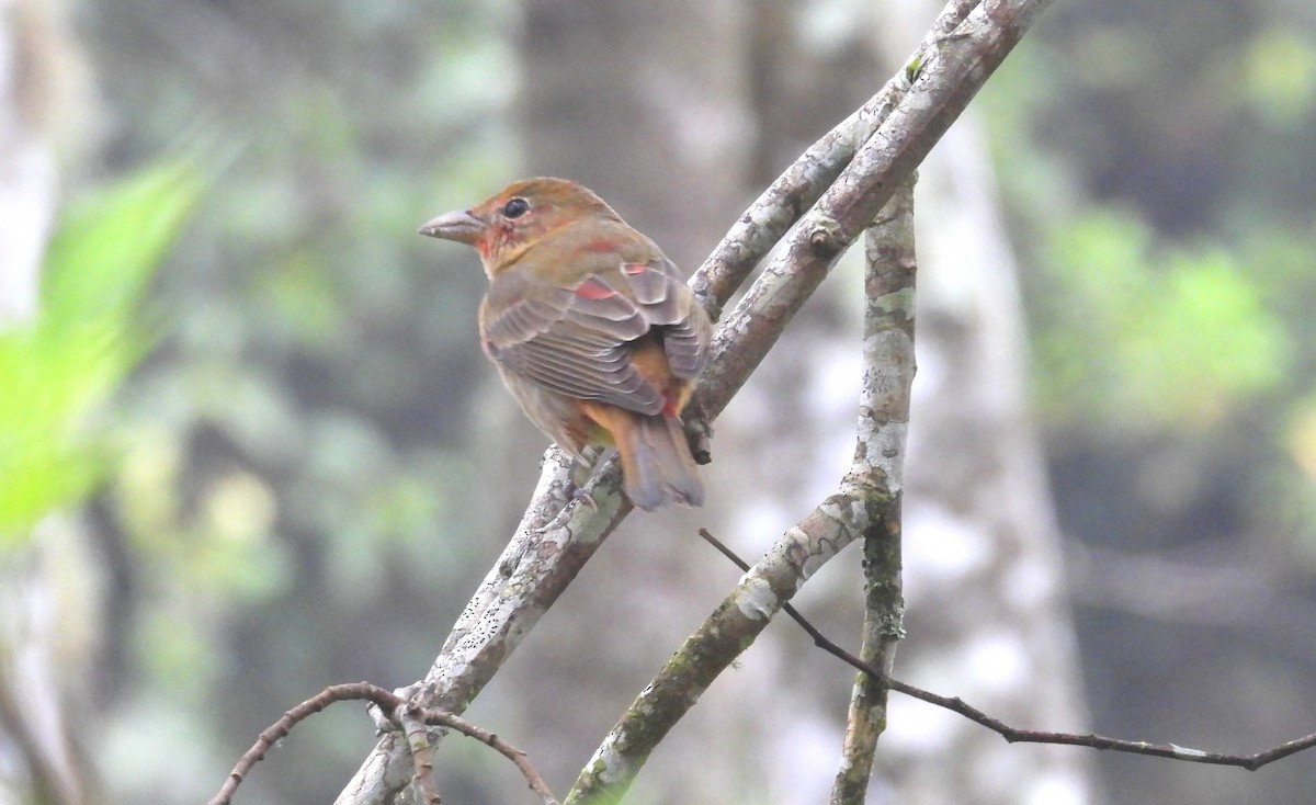 Summer Tanager - ML646294726