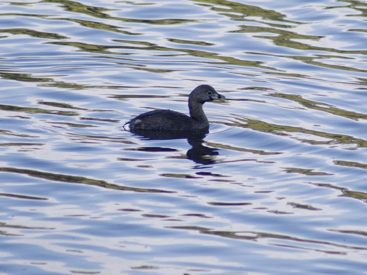 Pied-billed Grebe - ML646294727