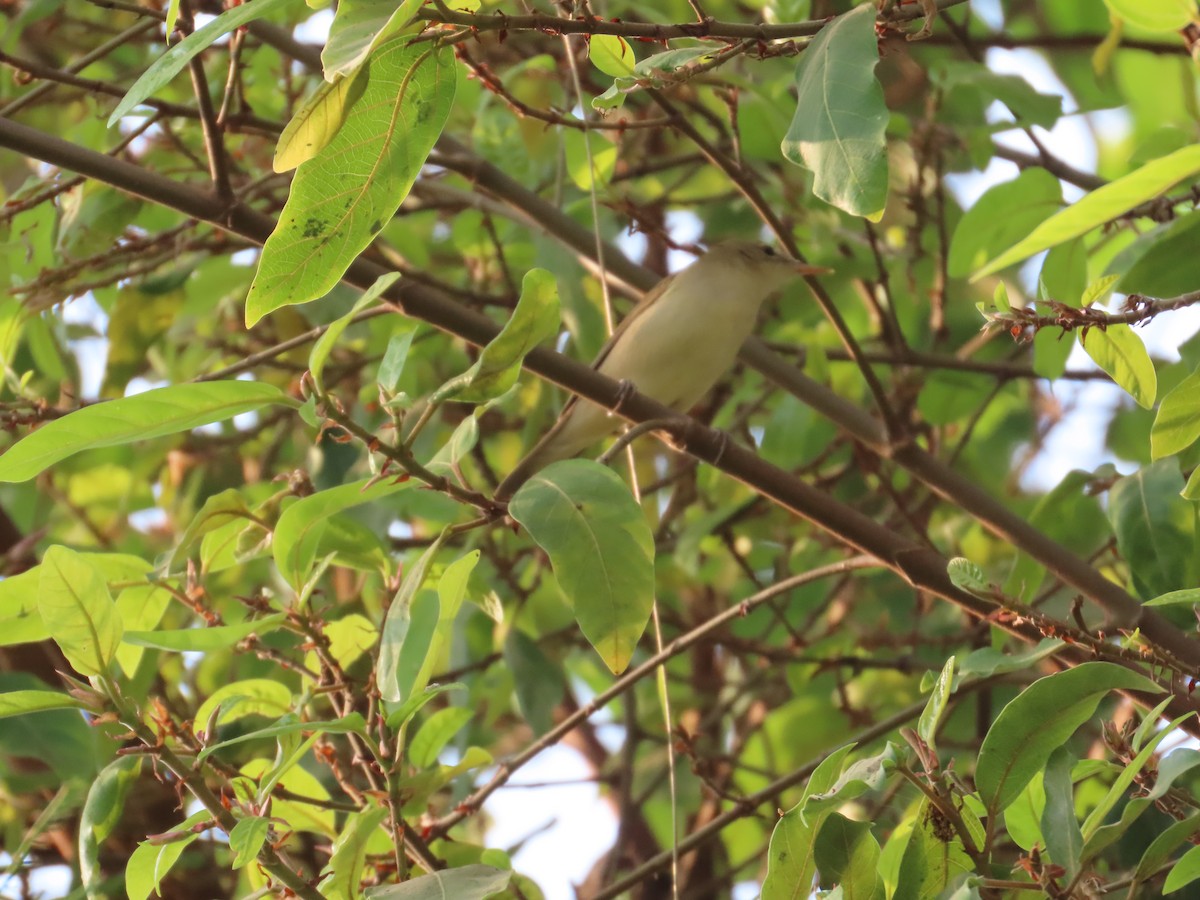 Greenish Warbler - ML646294730