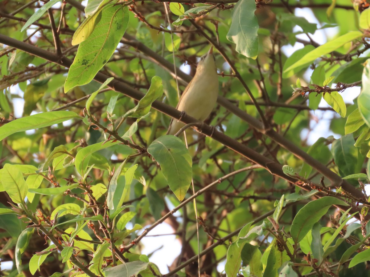 Greenish Warbler - ML646294731